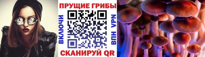Псилоцибиновые грибы Cubensis Хадыженск